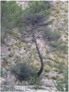 fig.1 - Aleppo tilted pine on landslide - Licodia Eubea (CT)