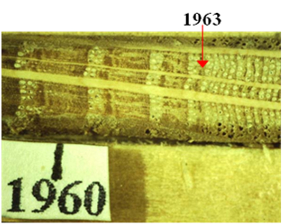 fig.2 - Oak tree sample with reductive stress since 1963 - landslide of Monte Rufeno Acquapendente (VT)