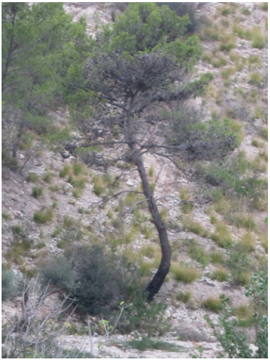 ig.1 - Pianta di Pino d'Aleppo inclinata - frana Licodia Eubea